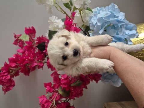 Maltese terrier yavrum