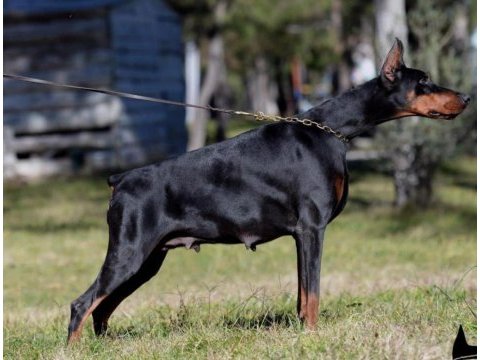 Export şecereli balkan şampiyonu damızlık doberman