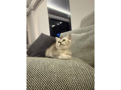 British shorthair silver point
