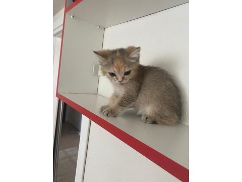 Safkan british shorthair