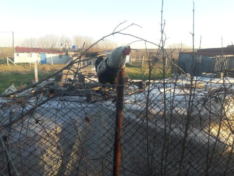 Kendi bahçemizden 4 adet horoz