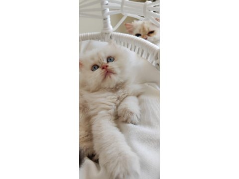 British longhair 50 günlük