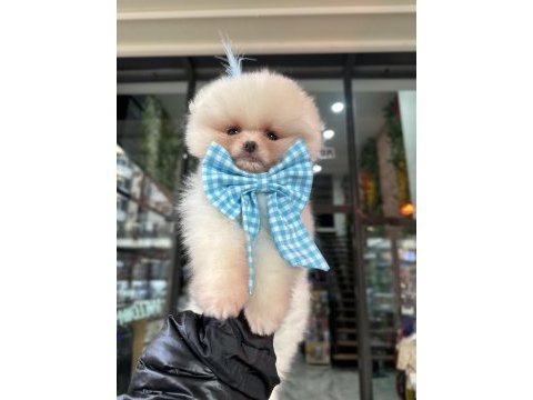 Orijinal safkan şecereli pomeranian boo yavrular
