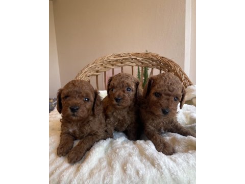 Kore kan mini boy toy poodle yavrularımız