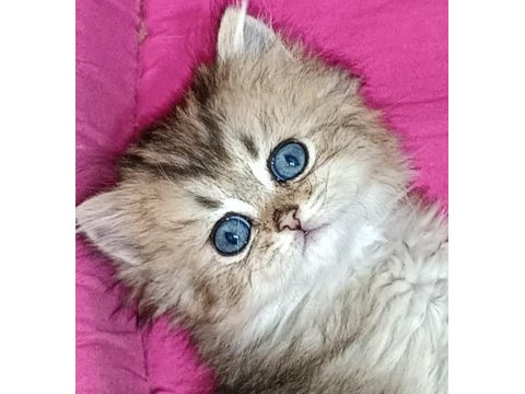 Biritish shortair british longhair safkan yavrular