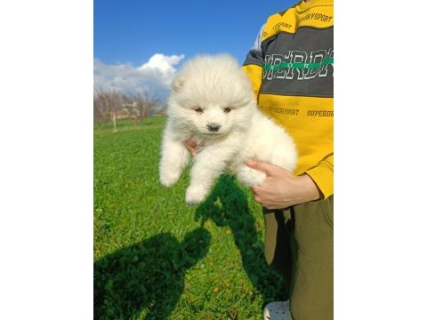 Safkan samoyed yavruları