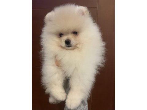Pomeranian ayı yavrumuz