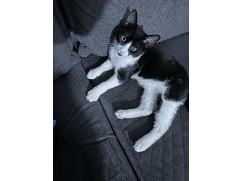 3,5 aylık yavru kedim