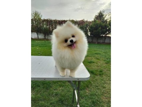 Kore kan teddy bear beyaz 11 aylık. show kalite pomeranian