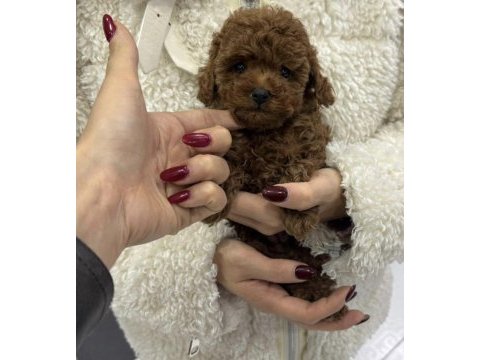 Kore toy poodle