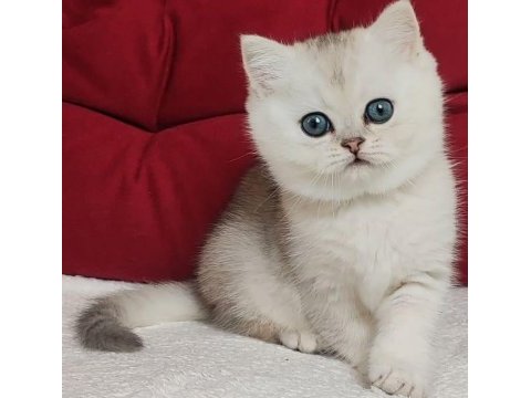 Masum güzellik ns24 british shorthair