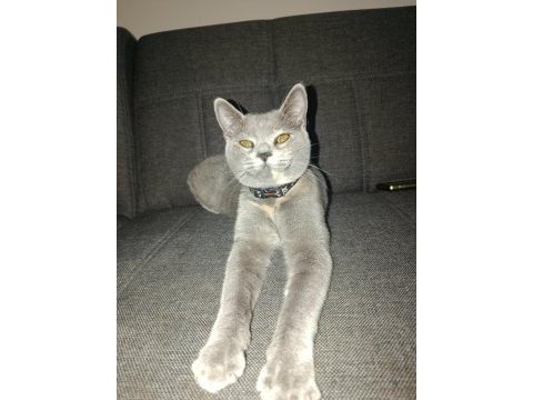Acil sahiplendirme ücretsiz kedimiz
