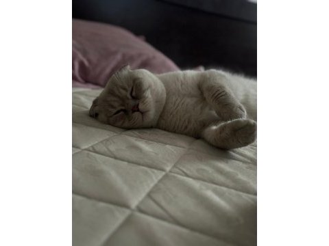 10 aylık scottish fold