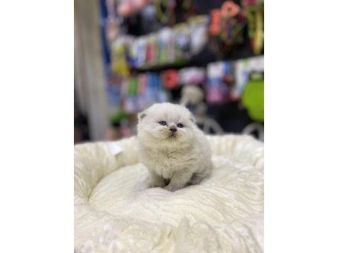 Üst kalite scottish fold bebeklerimiz