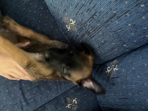 45 günlük dişi yavru safkan belçika malinois