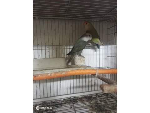 Hobi üretimden sevda papağanı