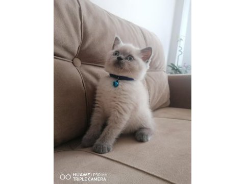 2 aylık dişi ve erkek british shorthair yavrular