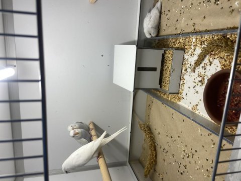 4 adet pırıl pırıl muhabbet kuşu bebek