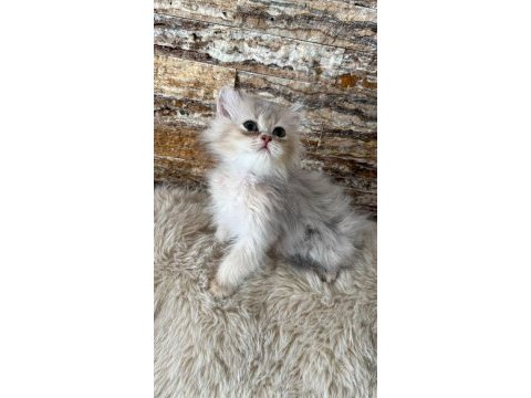 British longhair kedimiz