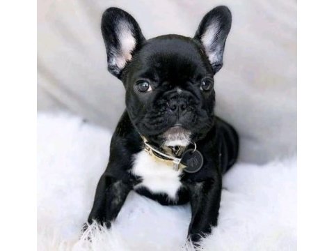 French bulldog puppy