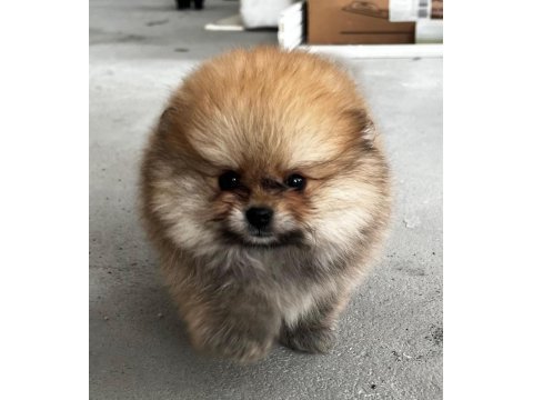 Kendi yetiştidiğim köpeğimin pomeranian yavruları