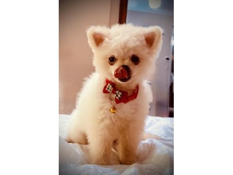 2 aylık erkek aşılı pomeranian