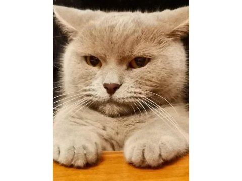 British shorthair ücretsiz erkek marty