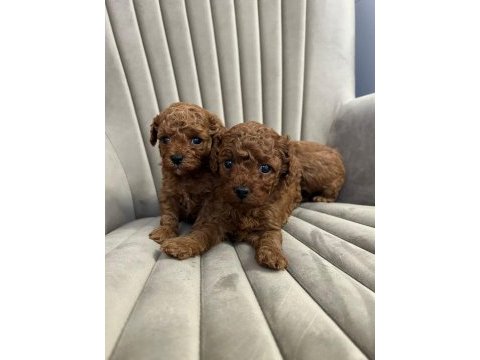 Toy poodle yavrularımız