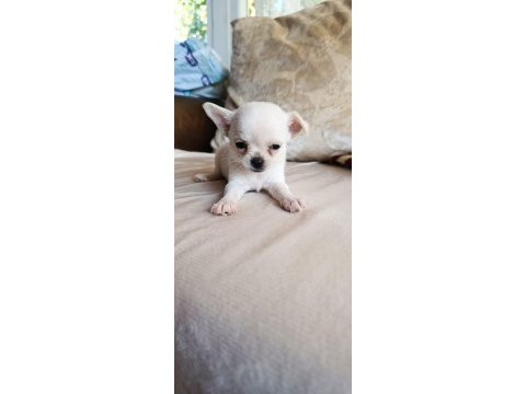 Chihuahua cep boy gerçek teacup ev üretimi çorlu