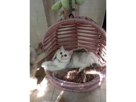 Safkan şecereli anne babadan silver shaded kedimiz