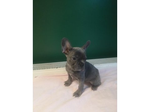 A kalite blue french bulldog yavrularımız