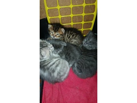 4 yavru kediye yuva arıyoruz