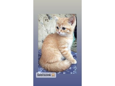 British kedim longhair