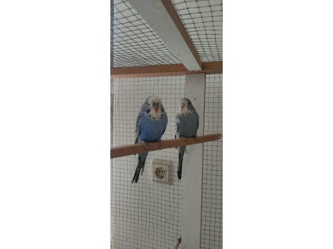Sahibinden show muhabbet kuşlar