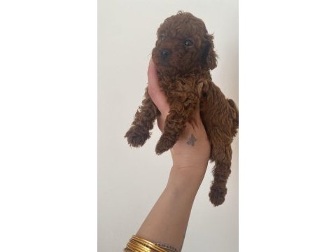 A kalite poodle bebekler