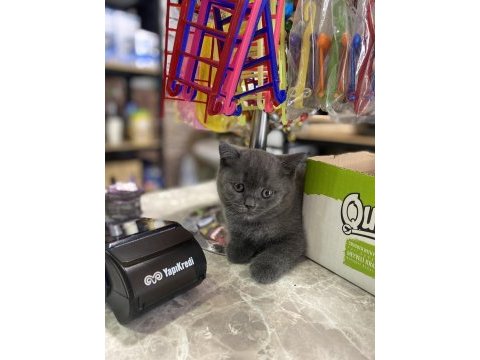 British shorthair erkek yavrumuz