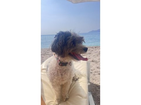 2 aylık maltipoo yavru köpekler