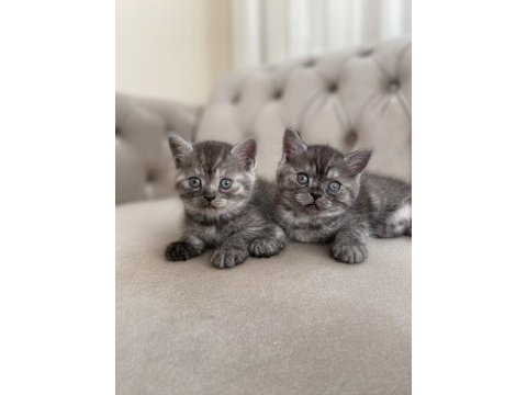 Erkek british shorthair