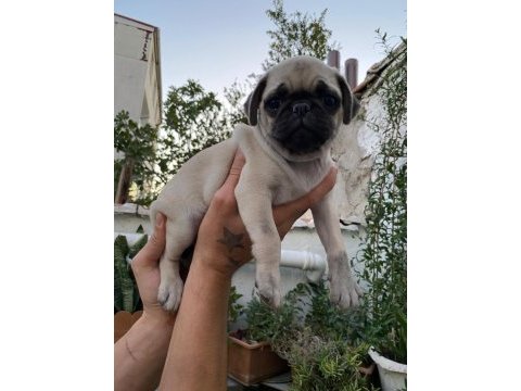 Minik dostlarımız yeni yuvalarını arıyor