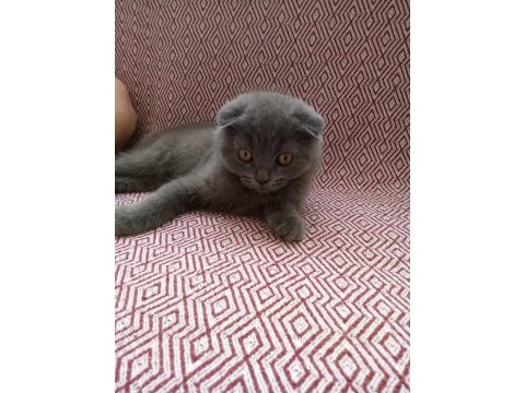 Uygun sahiplendirilecek scottish fold