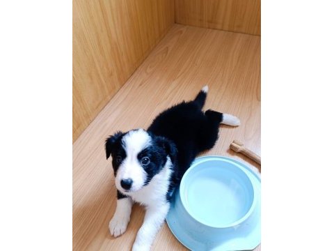 Yeni ailelerine gitmeye hazır yavru köpekler