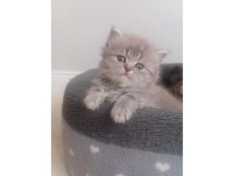 Safkan dişi ve erkek british longhair
