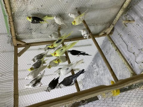 Sultanlar tüm bilgiler için arayın mesaj ile bilgi verilmez