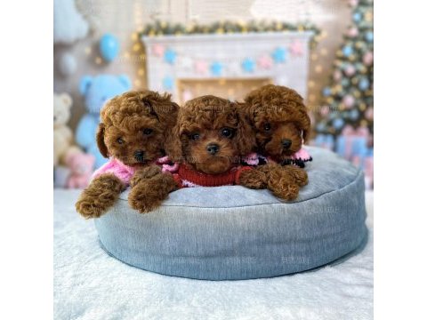 Toy poodle köpeği yavrular