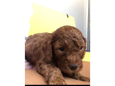 Sağlıklı poodle yavrularımızı sahiplendirme