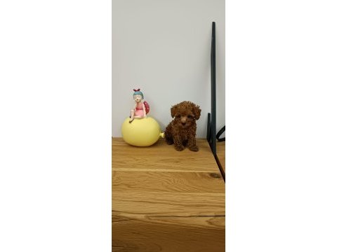 Orjinal toy poodle 2 kiloyu geçmeyecek tea cup