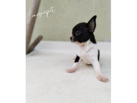 Chihuahua erkek yavrumuz yeni yuvasını arıyor
