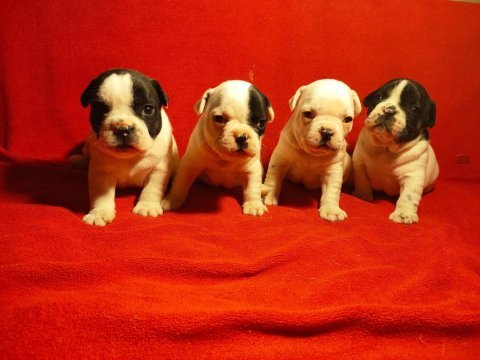 Sevimli ve oyuncu french bulldog yavrular