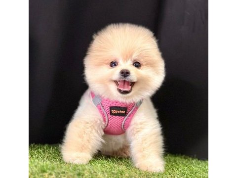 Sevimli pomeranian boo yavrularımız