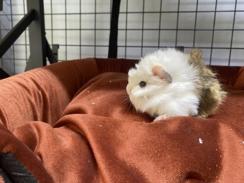 Yavru ginepig